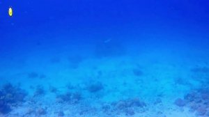 РАССЛАБЛЯЮЩЕЕ ВИДЕО на МАЛЬДИВАХ расслабляющая музыка для снятия стресса и исцеления