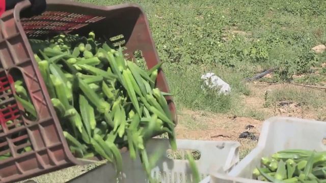 Integrating agriculture in national adaptation plans смотреть онлайн