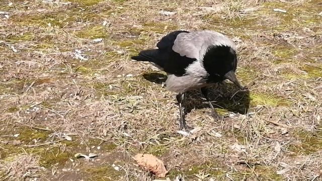 Ворона босс и говяжья печень \ Boss crow and beef liver смотреть онлайн