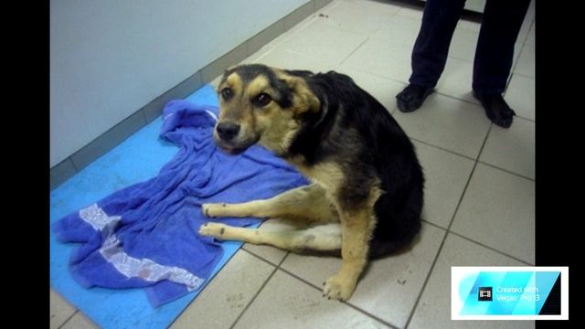 Водитель подобрал на дороге сбитую собачку, а она... смотреть онлайн