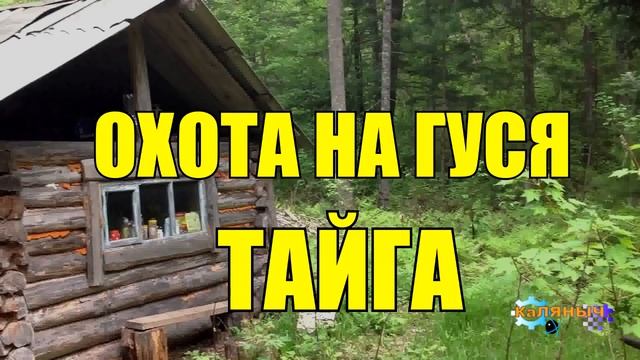 0961 - ОХОТА НА ГУСЯ _ ПОДРАНОК СТАЛ ВЕРНЫМ ДРУГОМ _ ТАЙГА смотреть онлайн