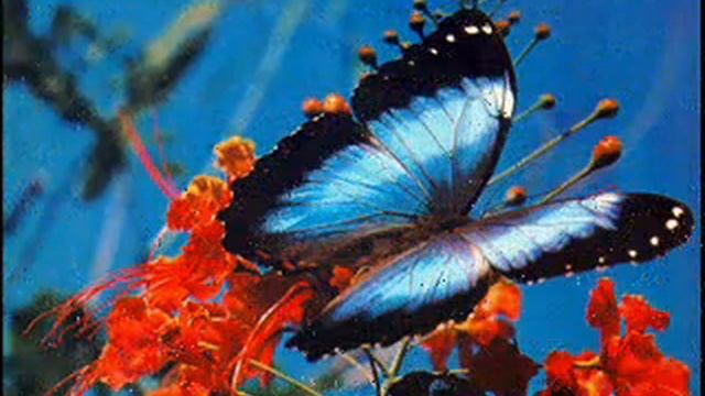 Farfalle e fiori wmv смотреть онлайн
