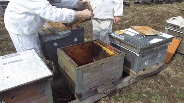 Зимовка на воле на сетчатом дне в Ярославской области смотреть онлайн