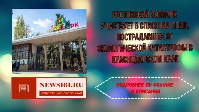 Ростовский зоопарк участвует в спасении птиц, пострадавших от экологической катастрофы в Краснодарск смотреть онлайн