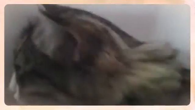 Кошки правят миром (Created with @Magisto) смотреть онлайн