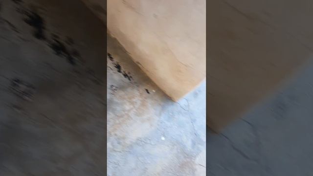 Soot From A CAT On A Fiesta 1.6 Tdci