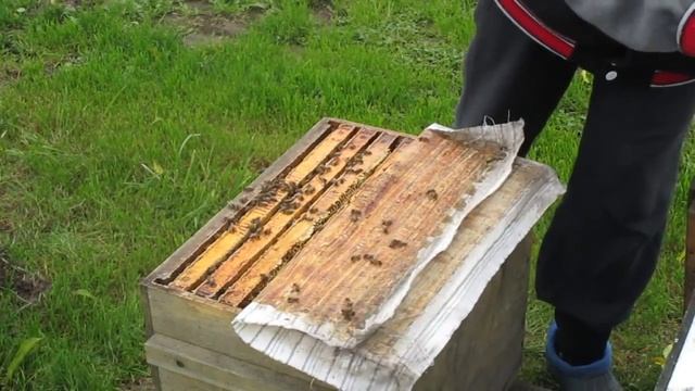 Обработка пчел от клеща Варроа (бипин) смотреть онлайн