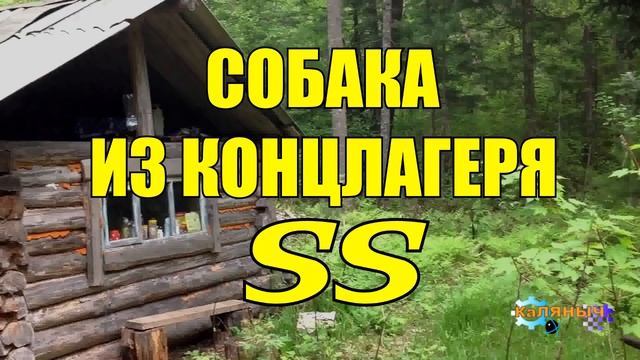 ВЕРНАЯ СОБАКА ИЗ КОНЦЛАГЕРЯ СС БОНЗО №349 смотреть онлайн