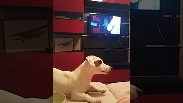 Популярный хит!!!!Исполняет Джек рассел Барклай!!!