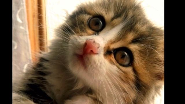 Киса-Алиса | От ДВУХ ДО ТРЁХ месяцев смотреть онлайн