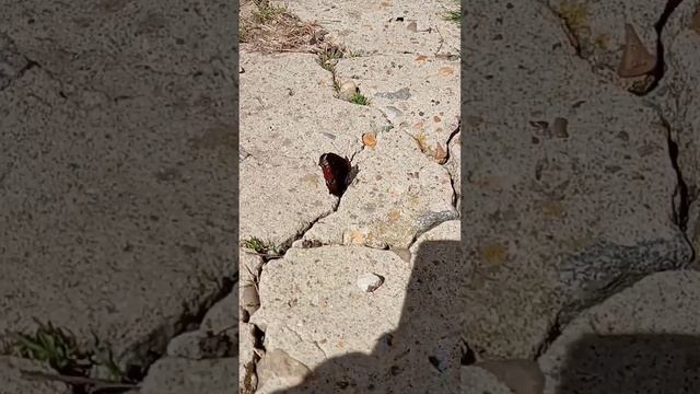 Красивая бабочка 🦋 смотреть онлайн