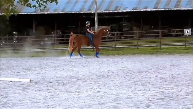 Gaits of the Missouri Fox Trotter смотреть онлайн