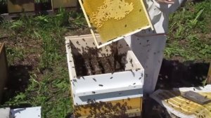 Искусственное роение пчел