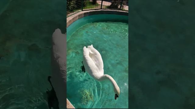 Очень красивое создание смотреть онлайн