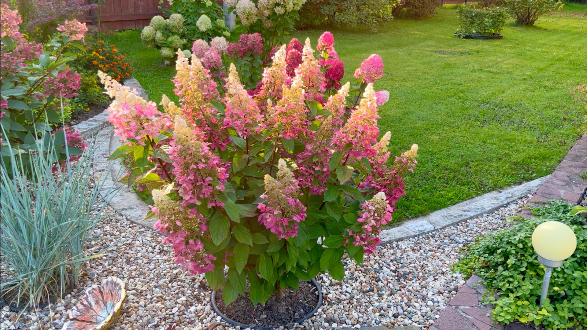 Бал гортензий. Вимс Ред / Фантом / Кендлайт / Самарская Лидия / Фрайз Мелба / Даймонд Руж и др. смотреть онлайн