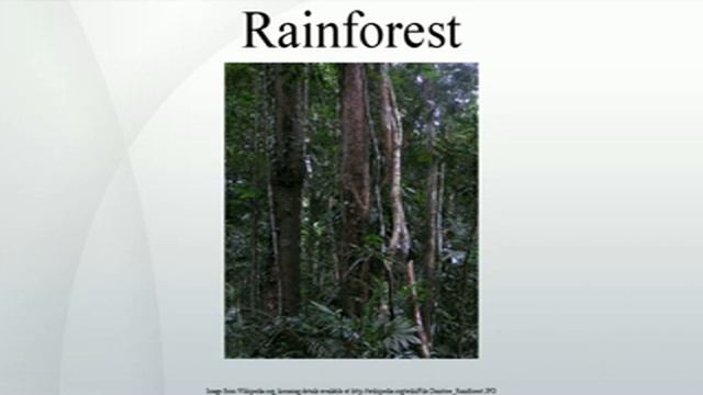 Rainforest смотреть онлайн