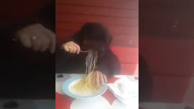 Челопес жрёт макароны! Прикол смотреть онлайн