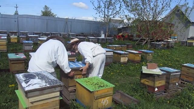 Содержание пчёл в 8-рамочных ульях. Деление. смотреть онлайн