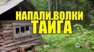 0840 - НАПАДЕНИЕ ВОЛКОВ _ АТАКОВАЛИ - ЗАСТРЯЛИ В ЛЕСУ _ ВОЛКИ СПАСЛИ ЧЕЛОВЕКА истории про волков и л