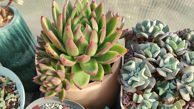 Яркие суккуленты зимой в теплице смотреть онлайн