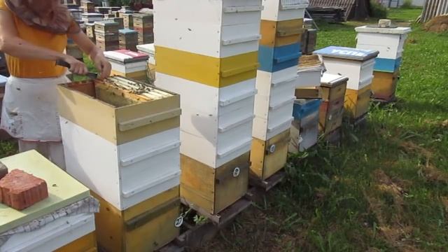 Содержание пчёл в 8-рамочных ульях. 2017 год. Снимаем мед смотреть онлайн