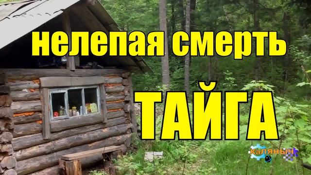1022 - НАПАДЕНИЕ МЕДВЕДЯ _ НЕЛЕПАЯ СМЕРТЬ _ ТАЙГА