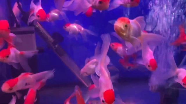 Сбылась моя мечта. Мы купили аквариум и я стала аквариумистом! смотреть онлайн