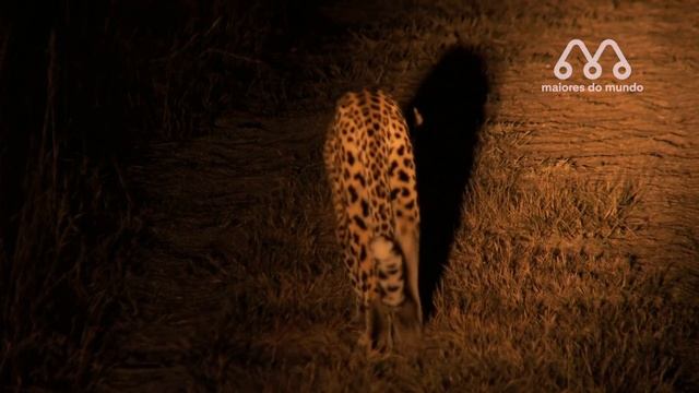 QUANDO O LEOPARDO VAI PESCAR смотреть онлайн
