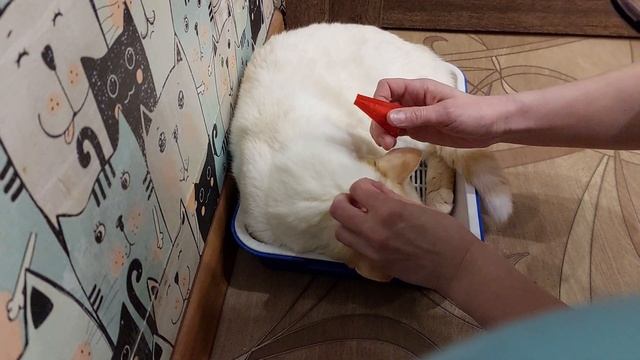 Как обработать кота от блох и гельминтов. смотреть онлайн