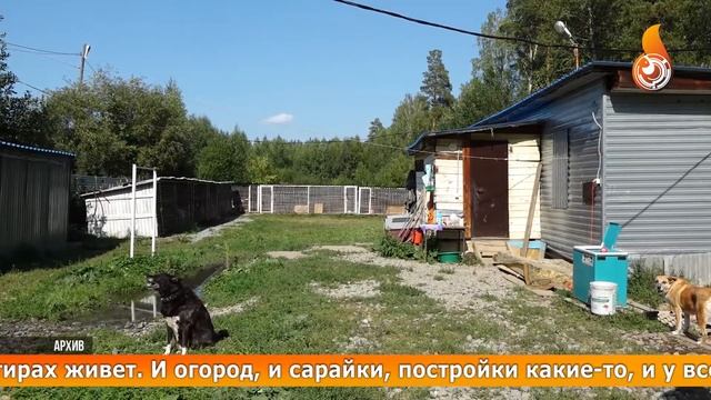 КОЛИЧЕСТВО ОТЛАВЛИВАЕМЫХ В ГО ЗАРЕЧНЫЙ СОБАК РАСТЕТ С КАЖДЫМ ГОДОМ смотреть онлайн
