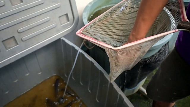 Budidaya IKAN NILA HITAM Setelah Dua Bulan | Media Container Box смотреть онлайн