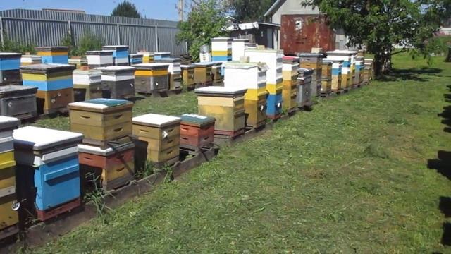 Обзор пасеки пред Медовым Спасом смотреть онлайн