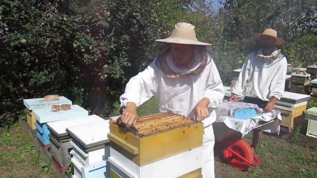 Снимаем мед 2020 год смотреть онлайн