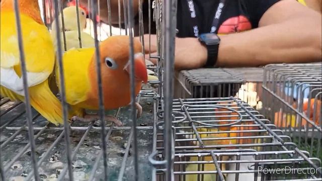 Boss Elias x Boss Arthur, Ranchez and Bikoy смотреть онлайн