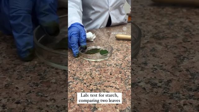 Lab.work: test for starch after photosynthesis, we check 2 leaves for the presence for starch смотреть онлайн