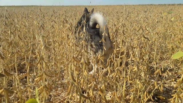 Коли косити сою смотреть онлайн
