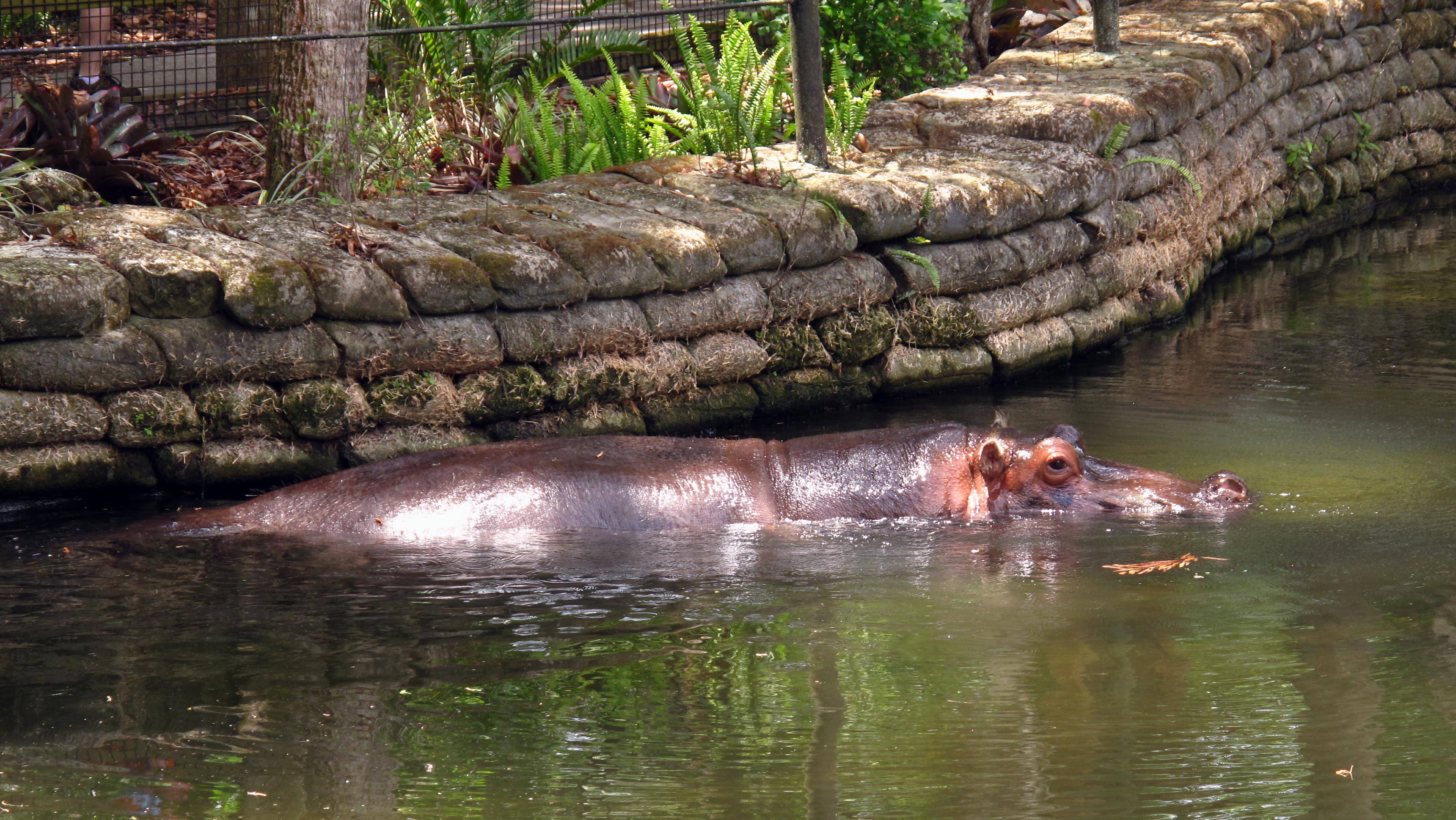 Маями-2013.Wildlife