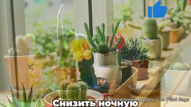 ЭТО ЗАСТАВИТ ВАШ КАКТУС НАКОНЕЦ-ТО ЗАЦВЕСТИ! Проверенные советы и рекомендации смотреть онлайн
