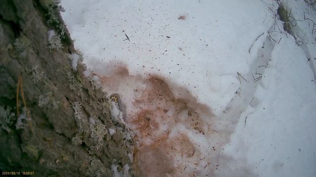 Валка леса от первого лица. смотреть онлайн