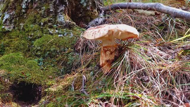 Грибы МАЦУТАКЭ, Шишки и Ягоды, Рыбалка. Дары Приморской Уссурийской Тайги. смотреть онлайн