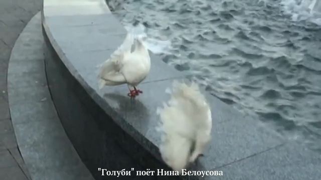 Голуби смотреть онлайн