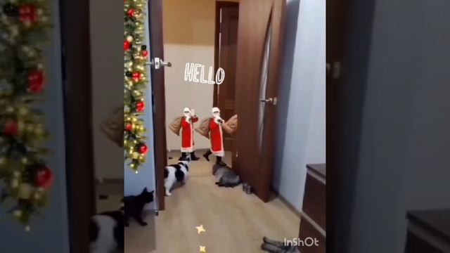 С НАСТУПАЮЩИМ НОВЫМ 2025 ГОДОМ!!! 🧡🧡🧡.mp4