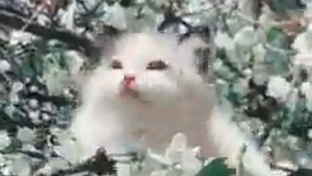 Tatlı bir kedi ( GIF ) смотреть онлайн