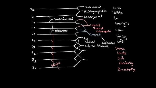 Lumbosacral Plexus Drawing and Spinal Segments смотреть онлайн
