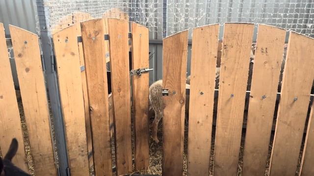 Продали трактор и коз! Купили овец и поросят! Новости КФХ! Развиваем сельское хозяйство! смотреть онлайн