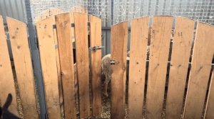 Продали трактор и коз! Купили овец и поросят! Новости КФХ! Развиваем сельское хозяйство!