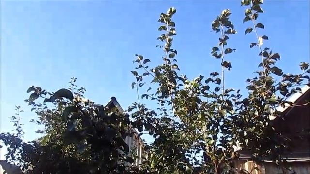 сад в сентябре смотреть онлайн
