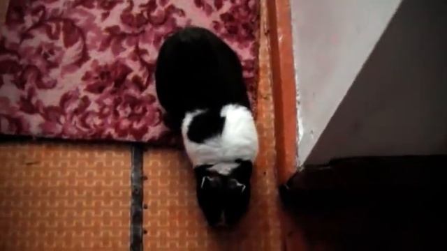 Кролик против Собаки смотреть онлайн