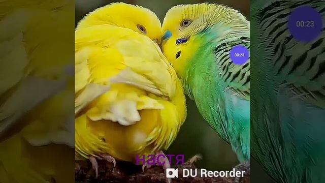 Имена людей животных смотреть онлайн