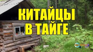 0931 - КИТАЙЦЫ _ ЖИЗНЬ В ТАЙГЕ